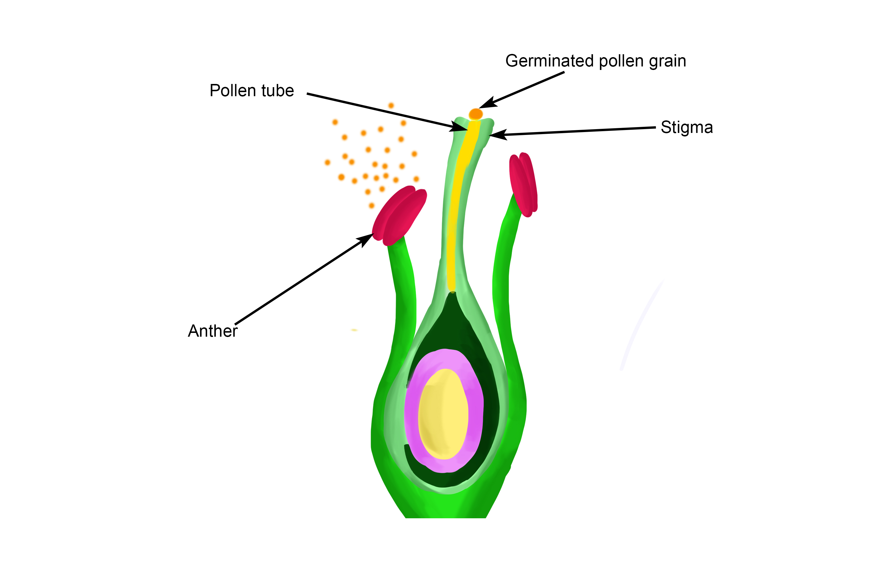 The pollen tube grows down from the stigma into the style